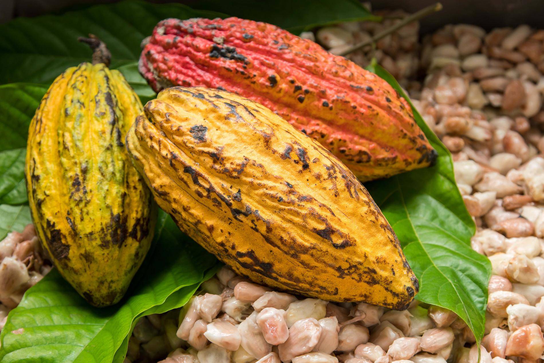 shutterstock_1059190739 cocoa beans (1)_0 shutterstock_1059190739 cocoa beans (1)_0